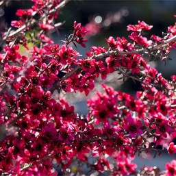Leptospermum Red Damask