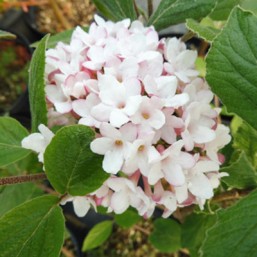 Viburnum Carlcephalum