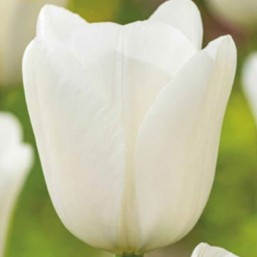 Tulipe Royal Virgin