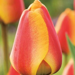 Tulipe Apeldoorn's Elite