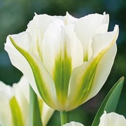 Tulipe Spring Green