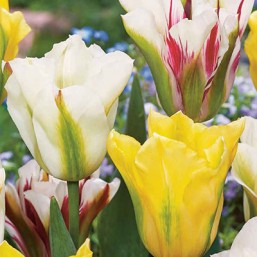 Tulipe Viridiflora mix