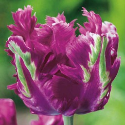 Tulipe Parrot Negrita