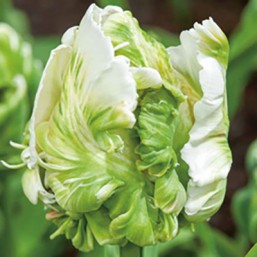 Tulipe Super Parrot