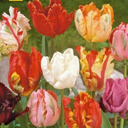 Tulipe Parrot Mix