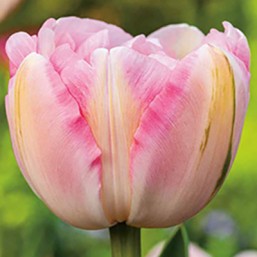 Tulipe Finola