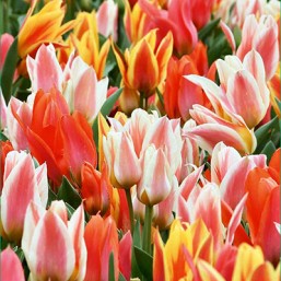 Tulipe Fun Colours