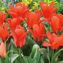 Tulipe Oriental Beauty