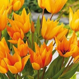 Tulipe Praestans Shogun