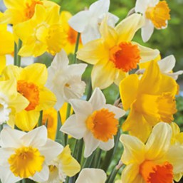Narcissus L. Cupped Mix