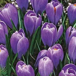 Crocus Grand Maître