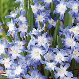 Chionodoxa Luciliae