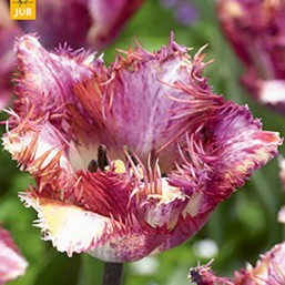 Tulipe Color Fusion