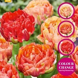 Tulipe Gudoshnik double