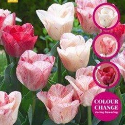 Tulipe Hemisphere