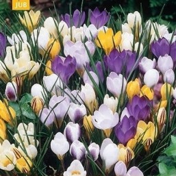 50 Crocus Species Mix