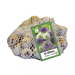 Allium Purple White
