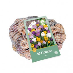 Crocus Mix