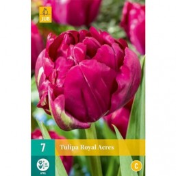 7 Tulipes Royal Acres