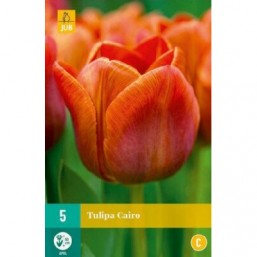 5 Tulipes Cairo