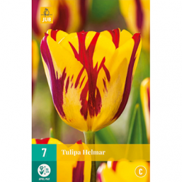 7 Tulipes Helmar