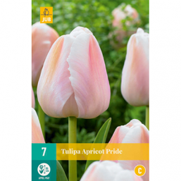 7 Tulipes Apricot Pride