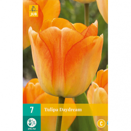 10 Tulipes Daydream