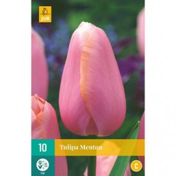 10 Tulipes Menton
