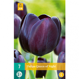 7 Tulipes Queen Of Night