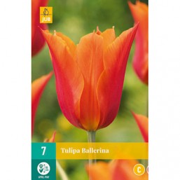7 Tulipes Ballerina