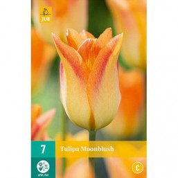 7 Tulipes Moonblush