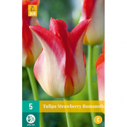 5 Tulipes Strawberry Romanoff