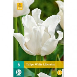 5 Tulipes White Liberstar