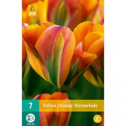 7 Tulipes Orange Marmelade