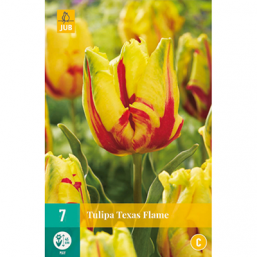 7 Tulipes Texas Flam