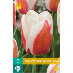 7 Tulipes Willem Van Den Akker
