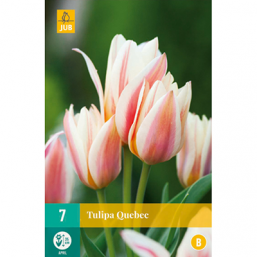 7 Tulipes Quebec