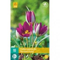 10 Tulipes Pulchella Persian Pearl