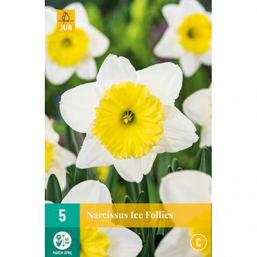 5 Narcisses Ice Follies