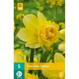 5 Narcisses Milena