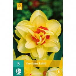 5 Narcisses Tahiti