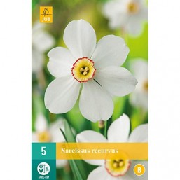 5 Narcisses Recurves