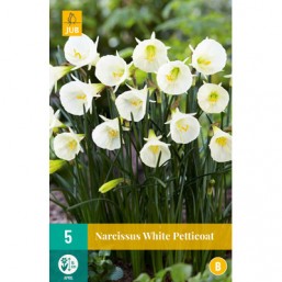 5 Narcisses White Petticoat