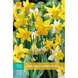 10 Narcisses Botanical Mix