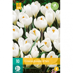 10 Crocus Jeanne Darcq