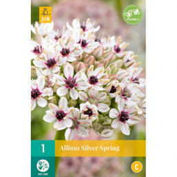 1 Allium Silver Spring