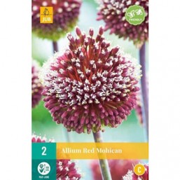 2 Allium Red Mohican