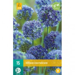 15 Allium Caeruleum