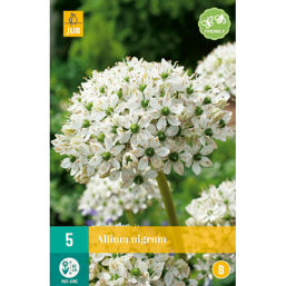 5 Allium Nigrum