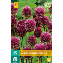 25 Allium Sphaerocephalon